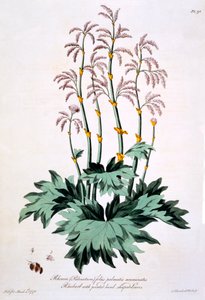 大黄与尖的手形叶子，插图来自&39;英国中医&39;，1770年3月
